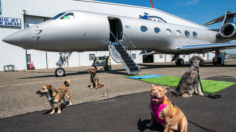 以宠物狗为主要服务对象“汪汪航空”美国首飞  