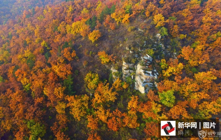 　 2016年10月18日，中国北京，北京怀柔区喇叭沟门原始森林，五彩的秋叶为山林披上炫丽的外衣。