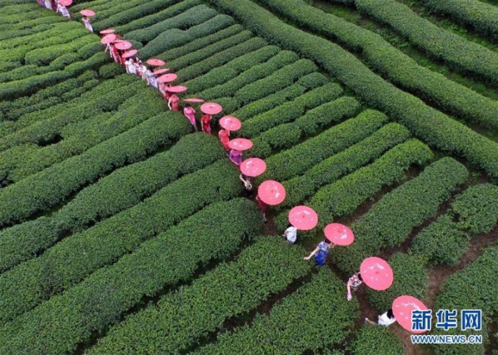 模特们在茶园里身着旗袍走秀