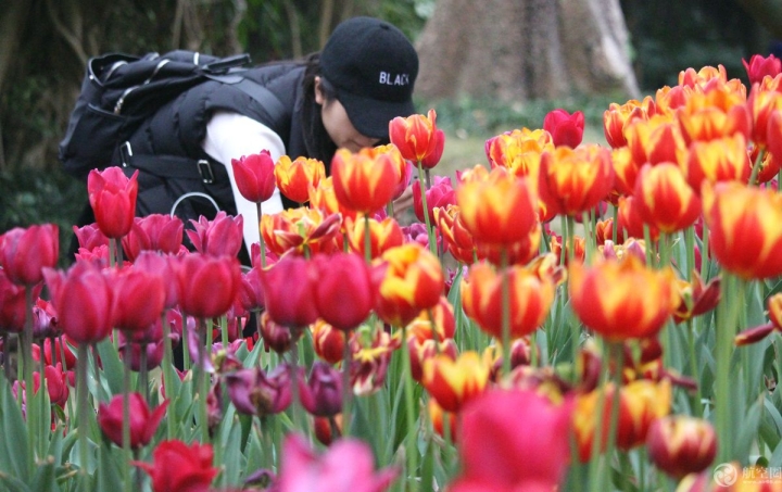  2017年春节期间，广西南宁青秀山30多万株郁金香引来众多游客